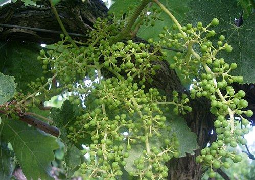 Carignan 2011-copie-1