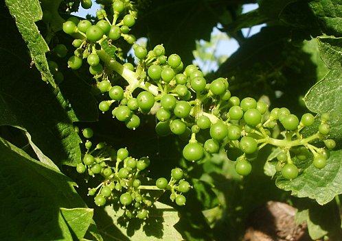 Grain de Carignan