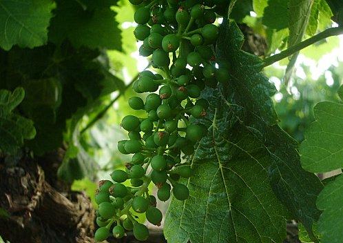 Carignan Mai 2011