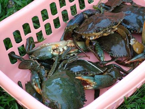 Crabe de mangrove 2 Salade de crabe des neiges, pomme et orange