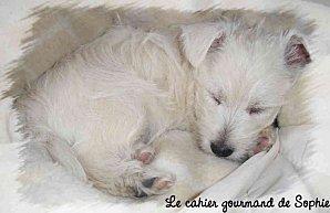 Nouvelle venue à la maison !! luna3.jpg