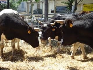 Les journées méditeranéennes des saveurs Les journées méditeranéennes des saveurs