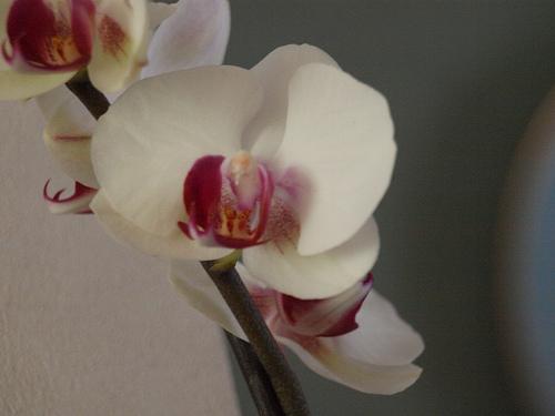 Une déclaration Orchidées