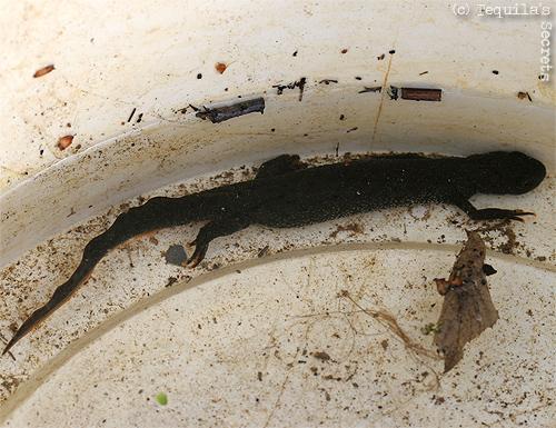 La mare aux tritons. Triton crêté