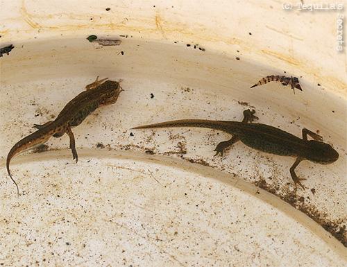 La mare aux tritons. Triton palmé, triton commun