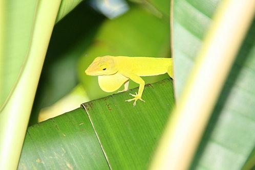 Mon jardin en vrac 24-05-11 restaurant manon 061