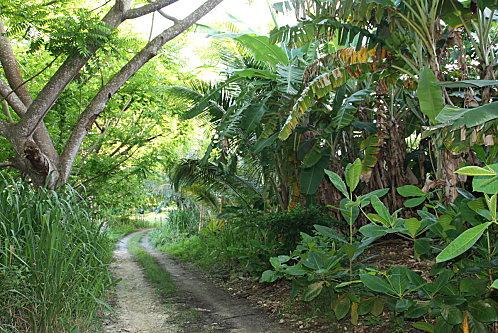 Mon jardin en vrac 24-05-11 restaurant manon 044