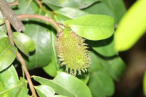 Mon jardin en vrac 24-05-11 restaurant manon 043