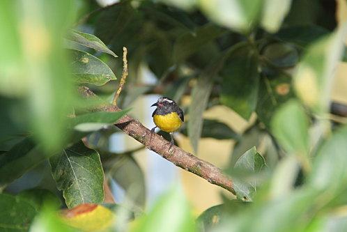 Mon jardin en vrac 24-05-11 restaurant manon 079