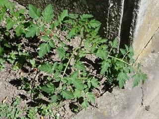 Un p'tit tour en puis s'en va... Un p'tit tour en puis s'en va...