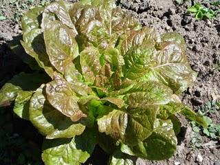 Un p'tit tour en puis s'en va... Un p'tit tour en puis s'en va...