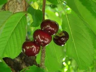 Un p'tit tour en puis s'en va... Un p'tit tour en puis s'en va...