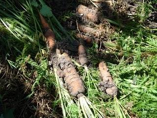 Un p'tit tour en puis s'en va... Un p'tit tour en puis s'en va...