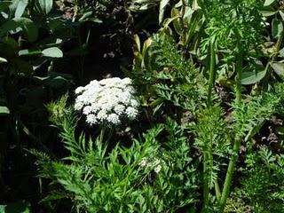 Un p'tit tour en puis s'en va... Un p'tit tour en puis s'en va...