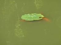 Balade au Parc Floral de Haute Bretagne Balade au Parc Floral de Haute Bretagne