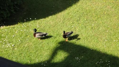 DSC06334 Jours verts