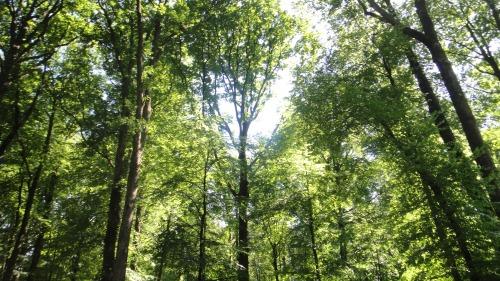 DSC06407 Jours verts