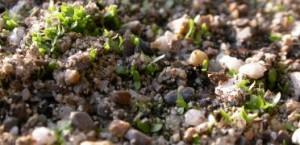 semis-sable Astuce semis graines fines