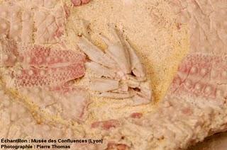 Comment mange un oursin ? Comment mange un oursin ?