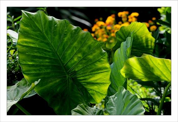 Photos de mai Jardins de la Fontaine, Toulouse, pompiers, couleuvres