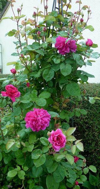 Nous attendions tous la pluie...Elle a fini par arriver !... Nous attendions tous la pluie...Elle a fini par arriver !...