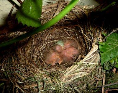 Nous attendions tous la pluie...Elle a fini par arriver !... Nous attendions tous la pluie...Elle a fini par arriver !...