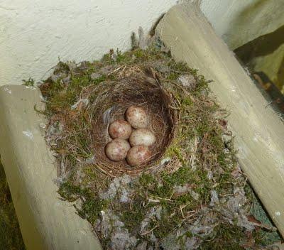 Nous attendions tous la pluie...Elle a fini par arriver !... Nous attendions tous la pluie...Elle a fini par arriver !...