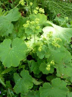 Nous attendions tous la pluie...Elle a fini par arriver !... Nous attendions tous la pluie...Elle a fini par arriver !...