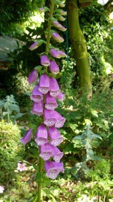 Nous attendions tous la pluie...Elle a fini par arriver !... Nous attendions tous la pluie...Elle a fini par arriver !...