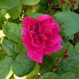 Nous attendions tous la pluie...Elle a fini par arriver !... Nous attendions tous la pluie...Elle a fini par arriver !...