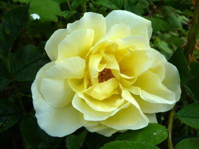 Nous attendions tous la pluie...Elle a fini par arriver !... Nous attendions tous la pluie...Elle a fini par arriver !...