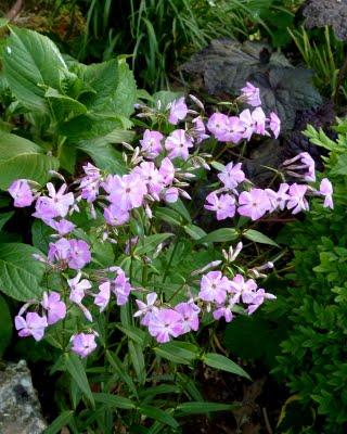 Nous attendions tous la pluie...Elle a fini par arriver !... Nous attendions tous la pluie...Elle a fini par arriver !...