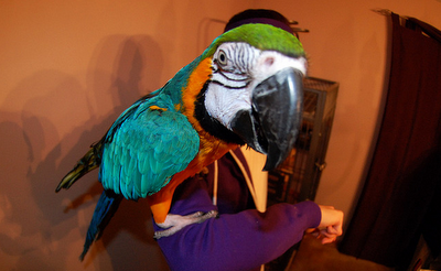 Perroquet Party Perroquet Party