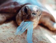 TOUS CORSES TOUS CORSES