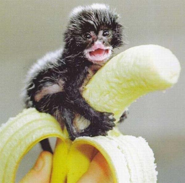 http://s-ak.buzzfed.com/static/imagebuzz/web04/2011/6/3/6/this-monkey-lives-on-this-banana-13712-1307097942-10.jpg