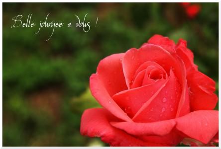 SONY DSC Rose du dimanche