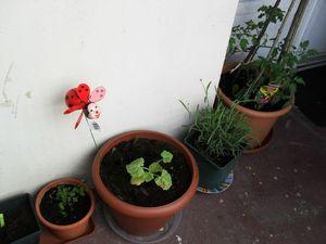 Makrout el louz (et un petit partage ) SAM_6424