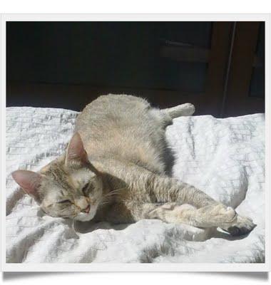 Les petits secrets de Mlle Chatounette