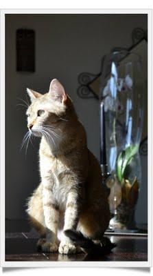 Les petits secrets de Mlle Chatounette