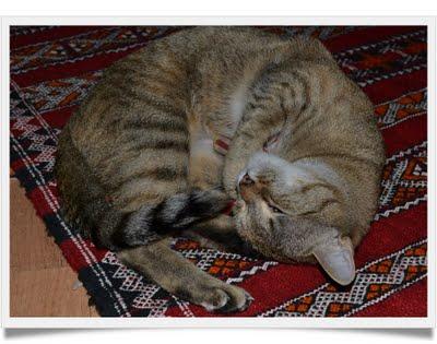 Les petits secrets de Mlle Chatounette Les petits secrets de Mlle Chatounette