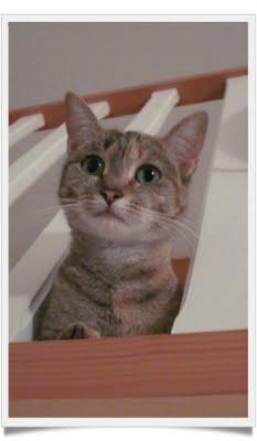 Les petits secrets de Mlle Chatounette Les petits secrets de Mlle Chatounette