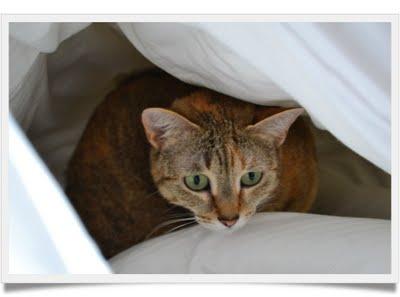 Les petits secrets de Mlle Chatounette Les petits secrets de Mlle Chatounette