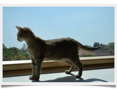 Les petits secrets de Mlle Chatounette