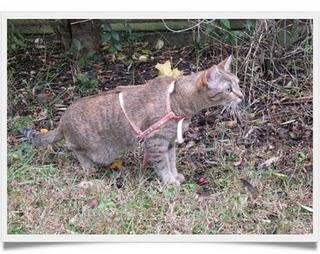Les petits secrets de Mlle Chatounette Les petits secrets de Mlle Chatounette