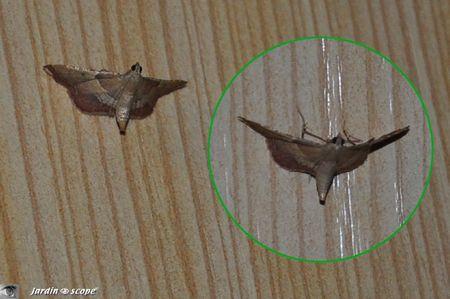 Un papillon qui prend des pauses d'appliques murales ! Endotricha flammealis