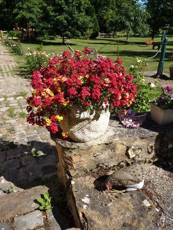 Une poule sur un mur... 3