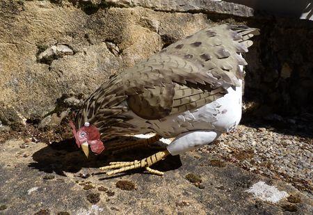 Une poule sur un mur... 1