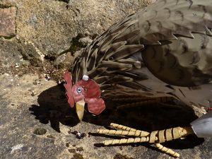 Une poule sur un mur... 2