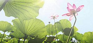 fd-edenens