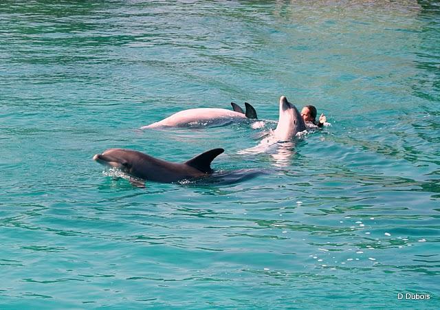 dopfin
Les Dauphins de Planète Sauvage .
Aux portes de... dopfin
Les Dauphins de Planète Sauvage .
Aux portes de...